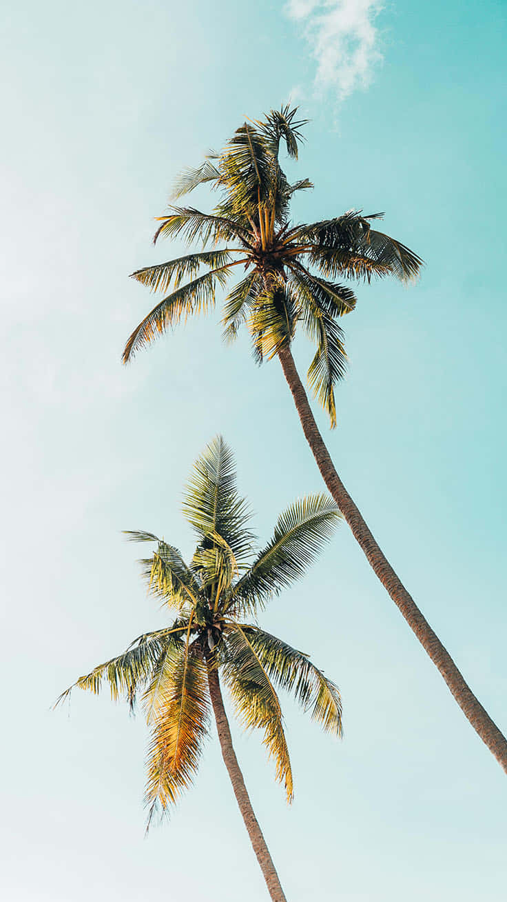 A Beautiful Palm Tree Silhouetted Against The Sun Setting Background