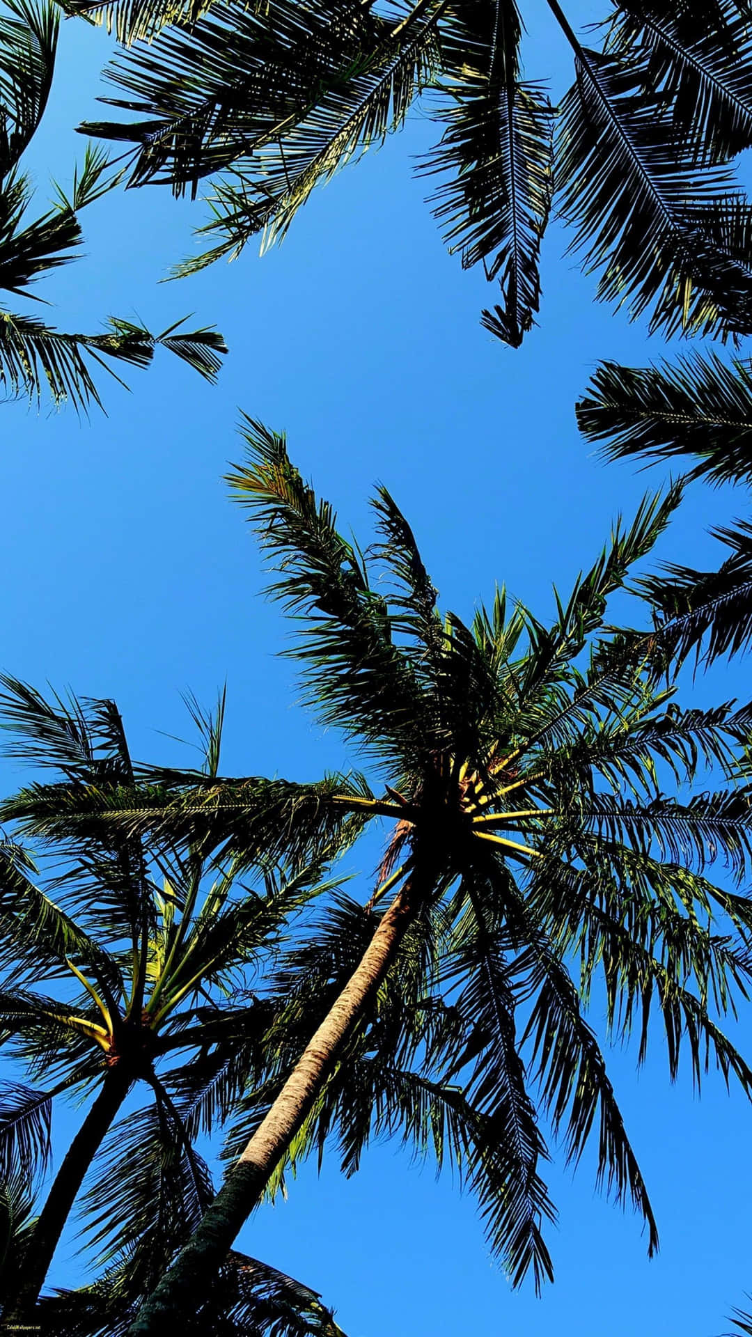 A Beautiful Palm Tree Under A Sunny Sky Background