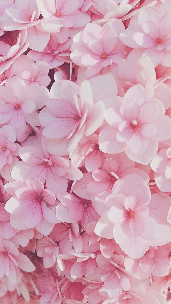 “a Beautiful Pattern Of Pink Flowers Against A White Backdrop.” Background