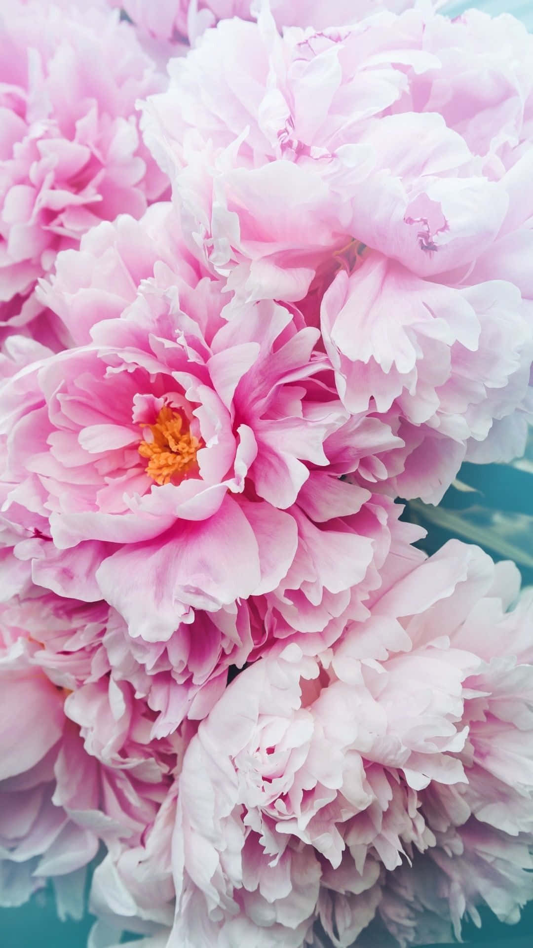 A Beautiful Peony Flower In Bloom On An Iphone