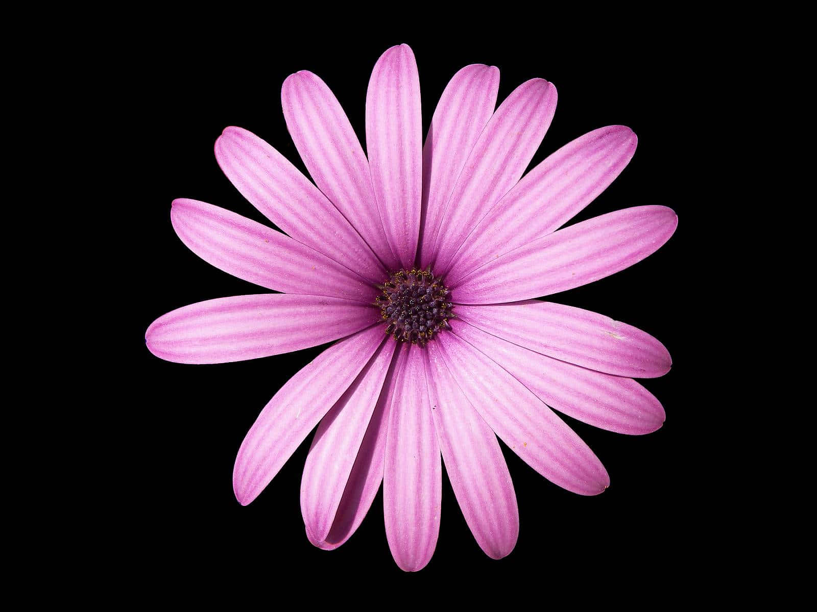 A Beautiful Petal Medley Of Pink And Black Background