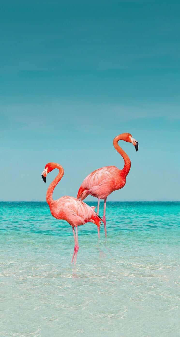 A Beautiful Photograph Of A Flamingo On An Iphone Background