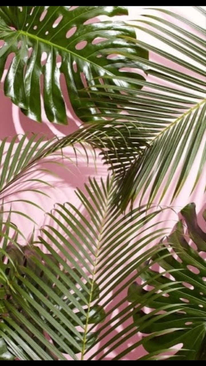 A Beautiful Pink And Green Landscape Full Of Grass And Wildflowers Background
