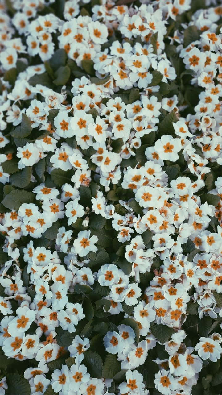 A Beautiful Pink And White Daisy In A Field. Background