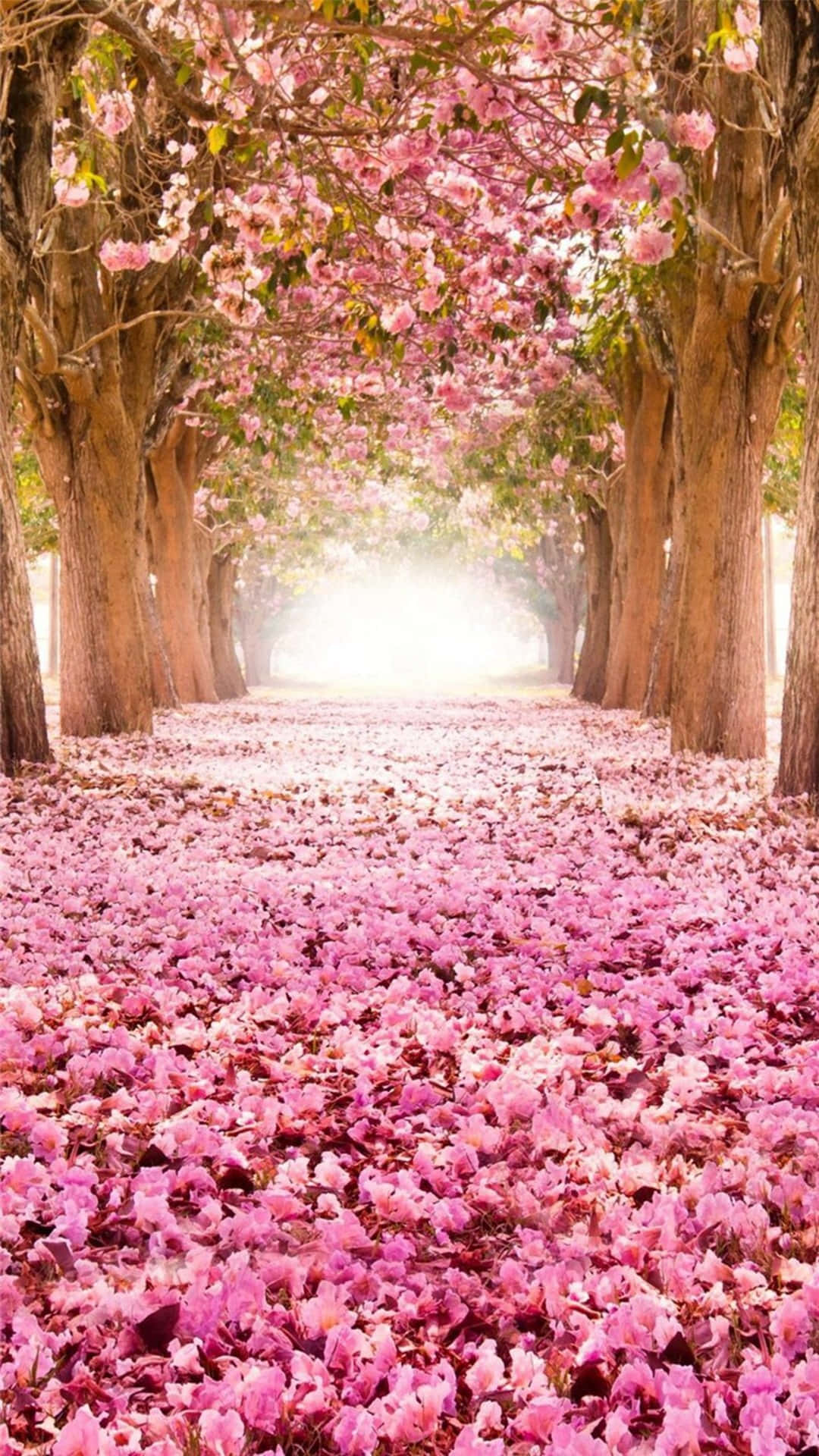 A Beautiful Pink Cherry Blossom In Bloom Background