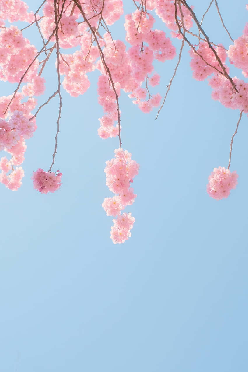 A Beautiful Pink Cherry Blossom Tree Against A Clear Sky. Background