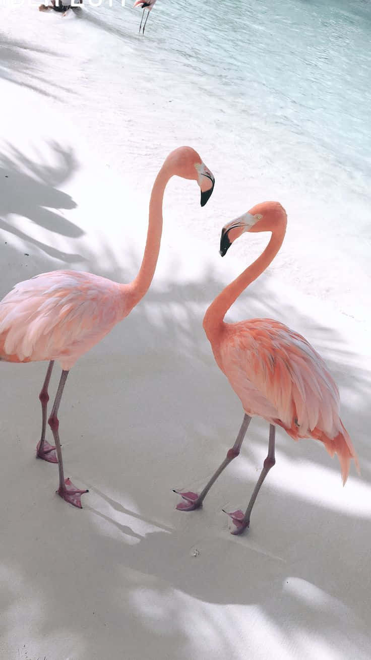 A Beautiful Pink Flamingo Standing And Taking A Dip In A Peaceful Lake. Background