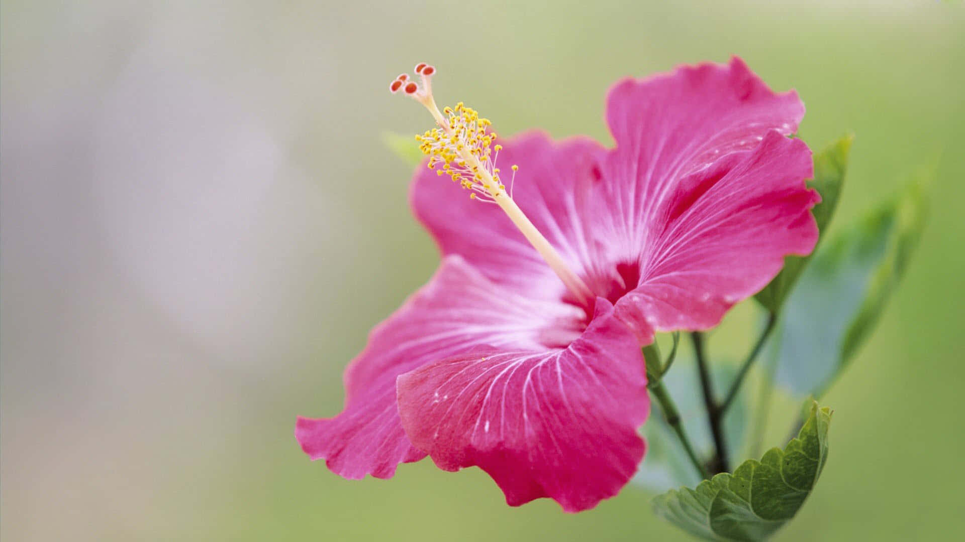 A Beautiful Pink Flower Blossom In Its Natural Habitat Background