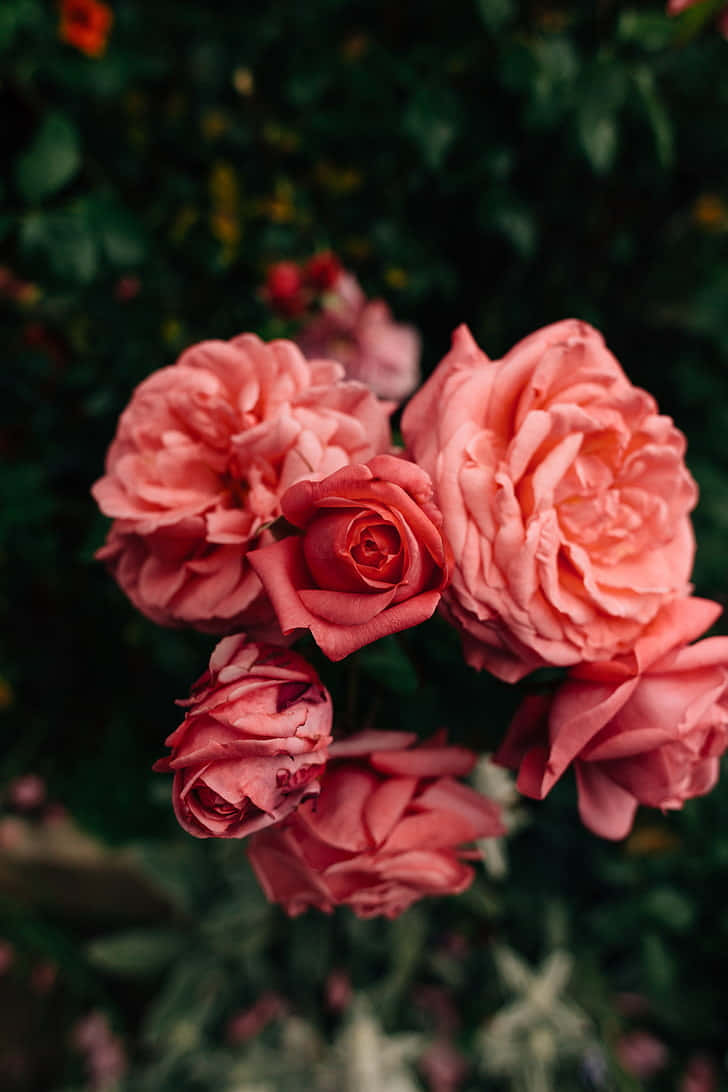 A Beautiful Pink Flower In Nature Background