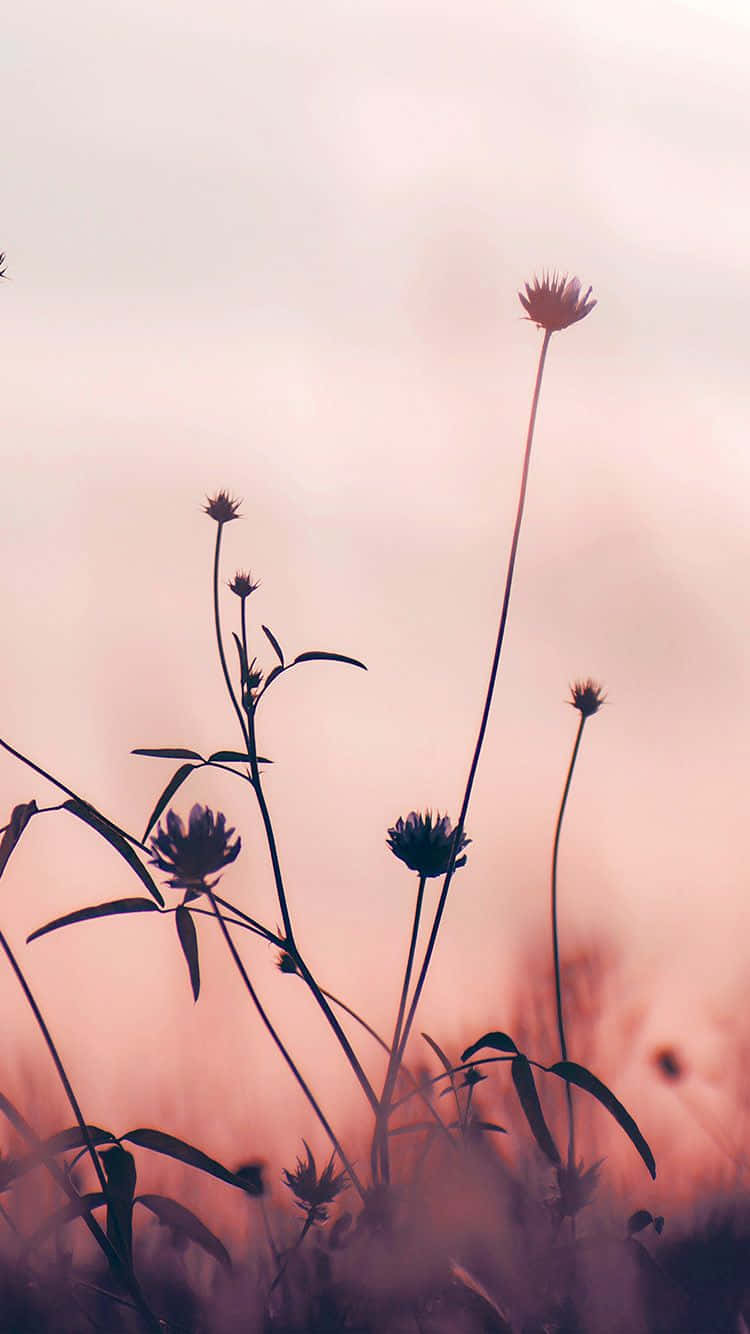 A Beautiful Pink Foliage Set Against A Crystal Blue Sky. Background