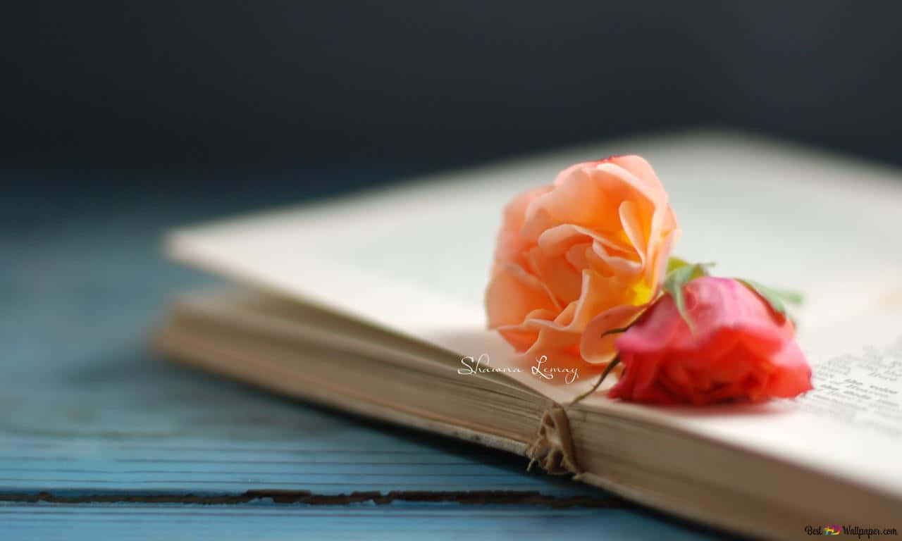 A Beautiful Pink Rose Blooming In Close Up Background