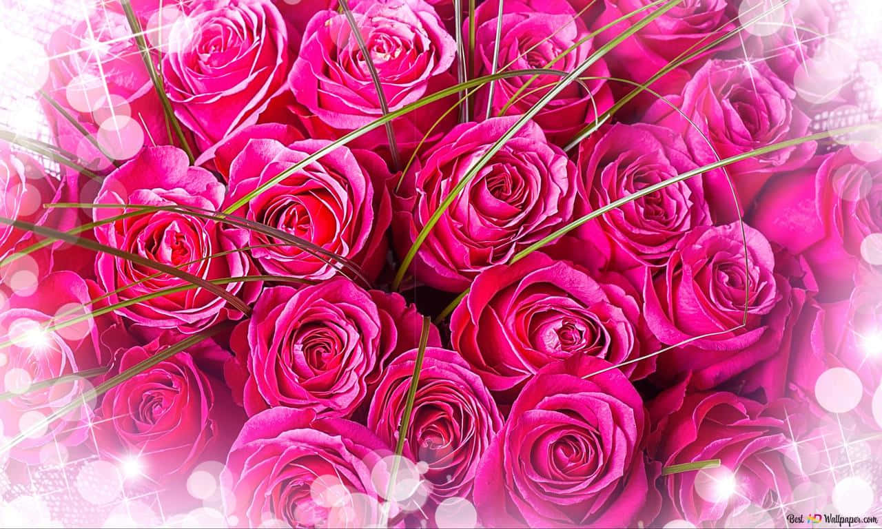 A Beautiful Pink Rose Background