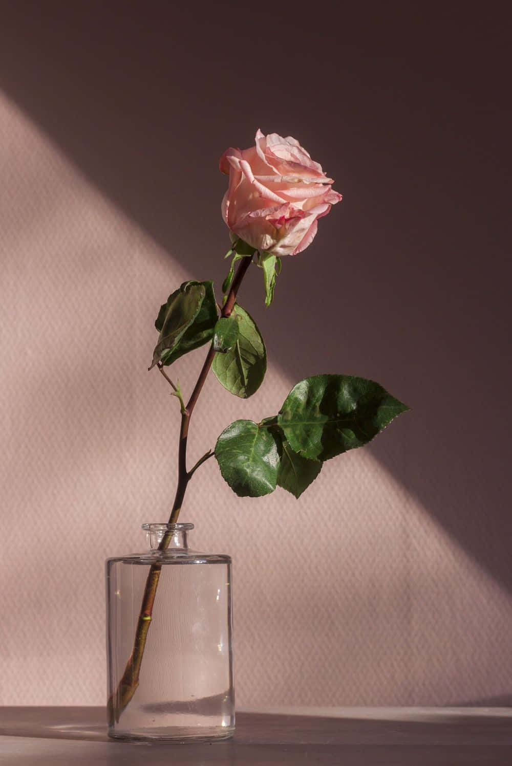 A Beautiful Pink Rose In Full Bloom Background
