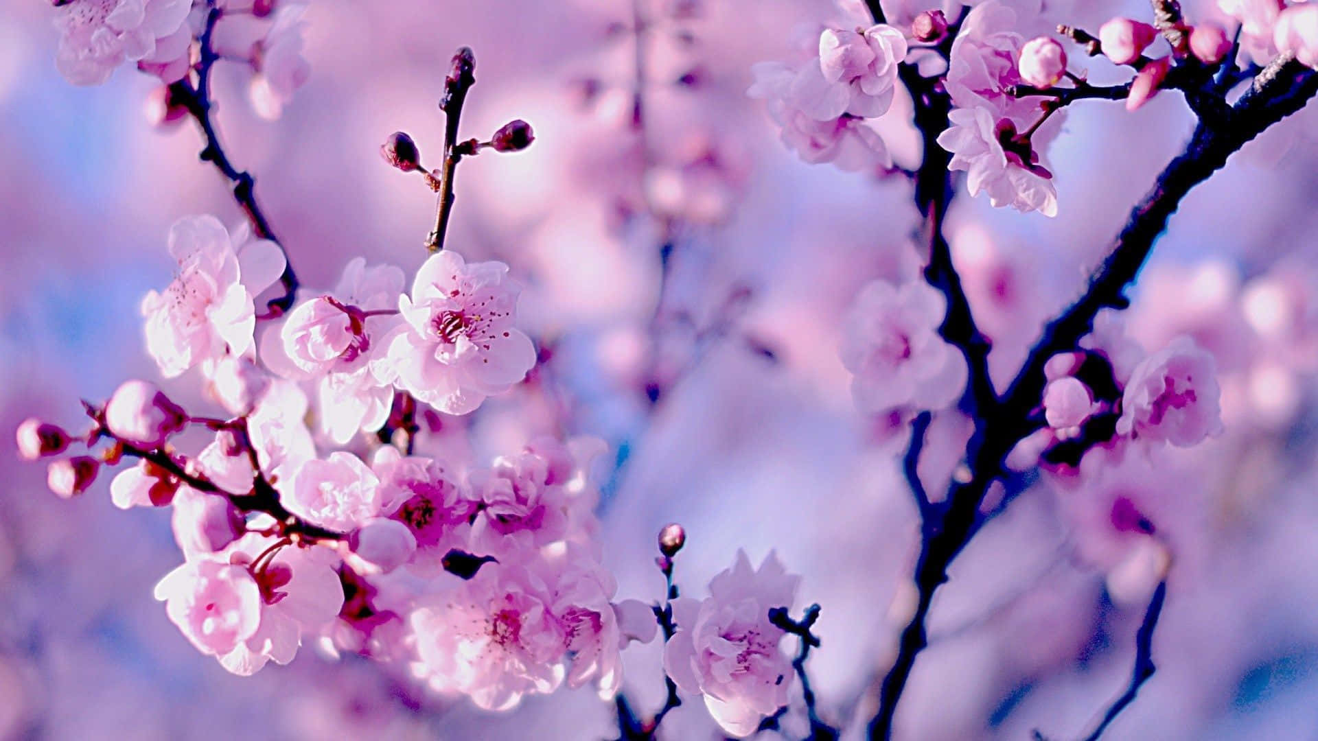 A Beautiful Pink Sakura Blossom Tree In Bloom Against A Blue Sky Background