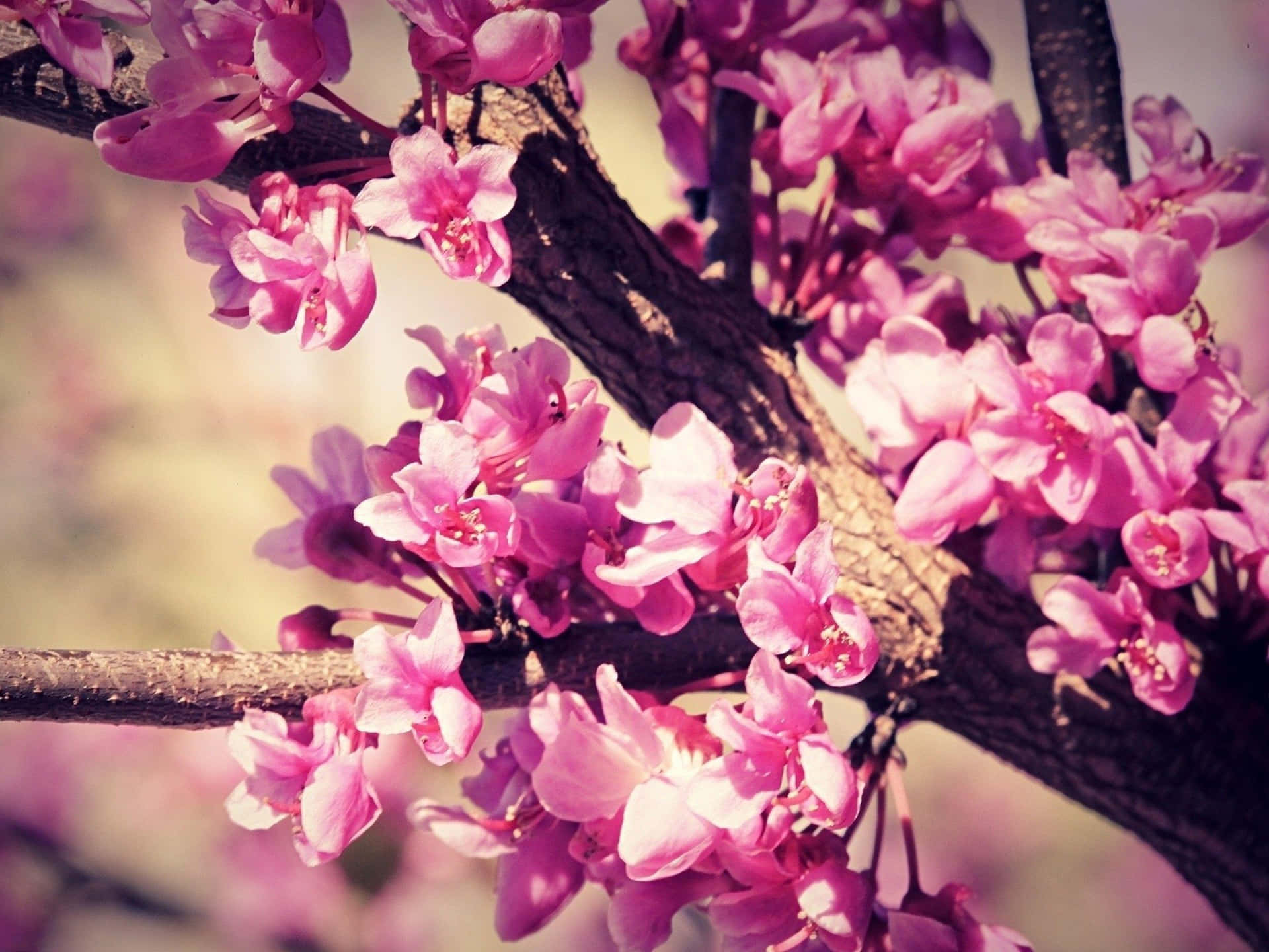 A Beautiful Pink Trees Shining In The Sunny Day Background