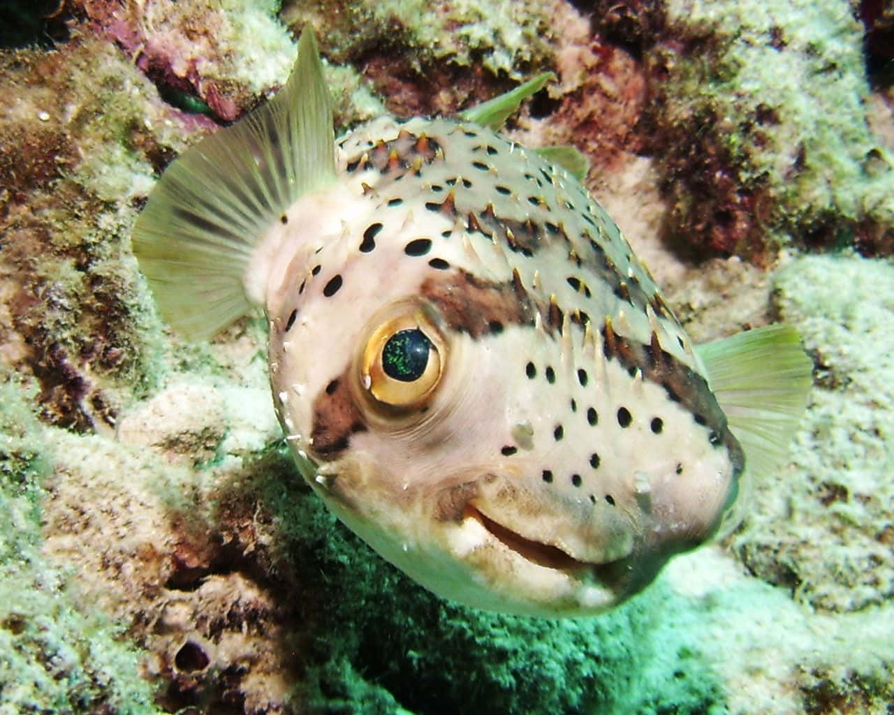 A Beautiful Pufferfish In The Ocean Depths Background