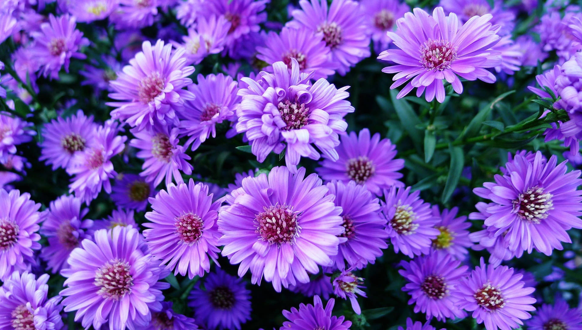 A Beautiful Purple Flower Desktop Wallpaper