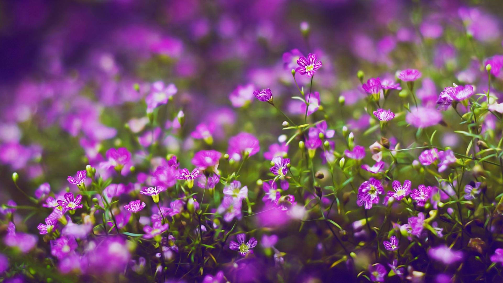 A Beautiful Purple Flower In Full Bloom Background