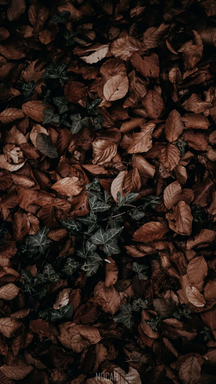 A Beautiful Red Autumn Leaf Background