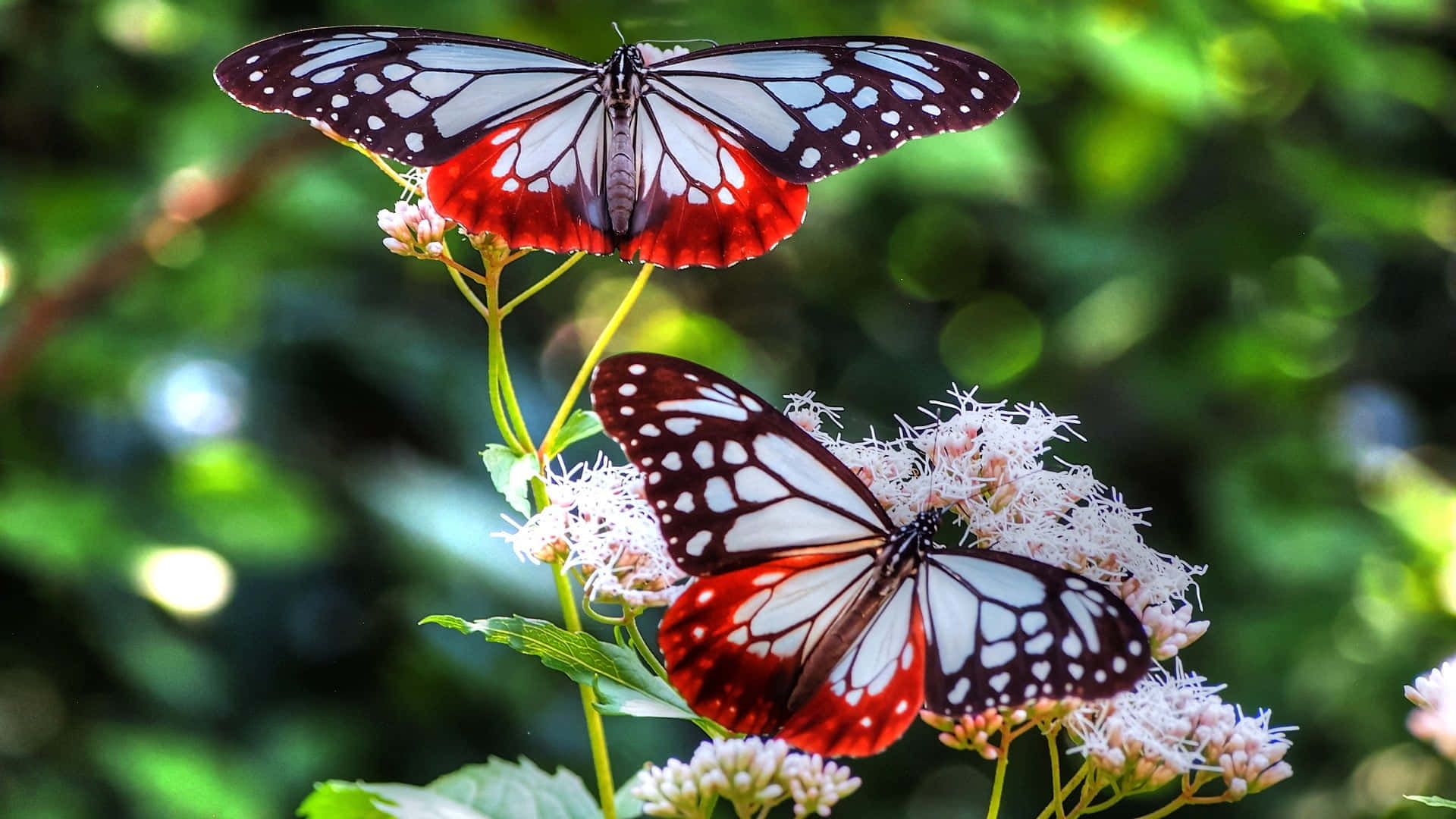 A Beautiful Red Butterfly Background