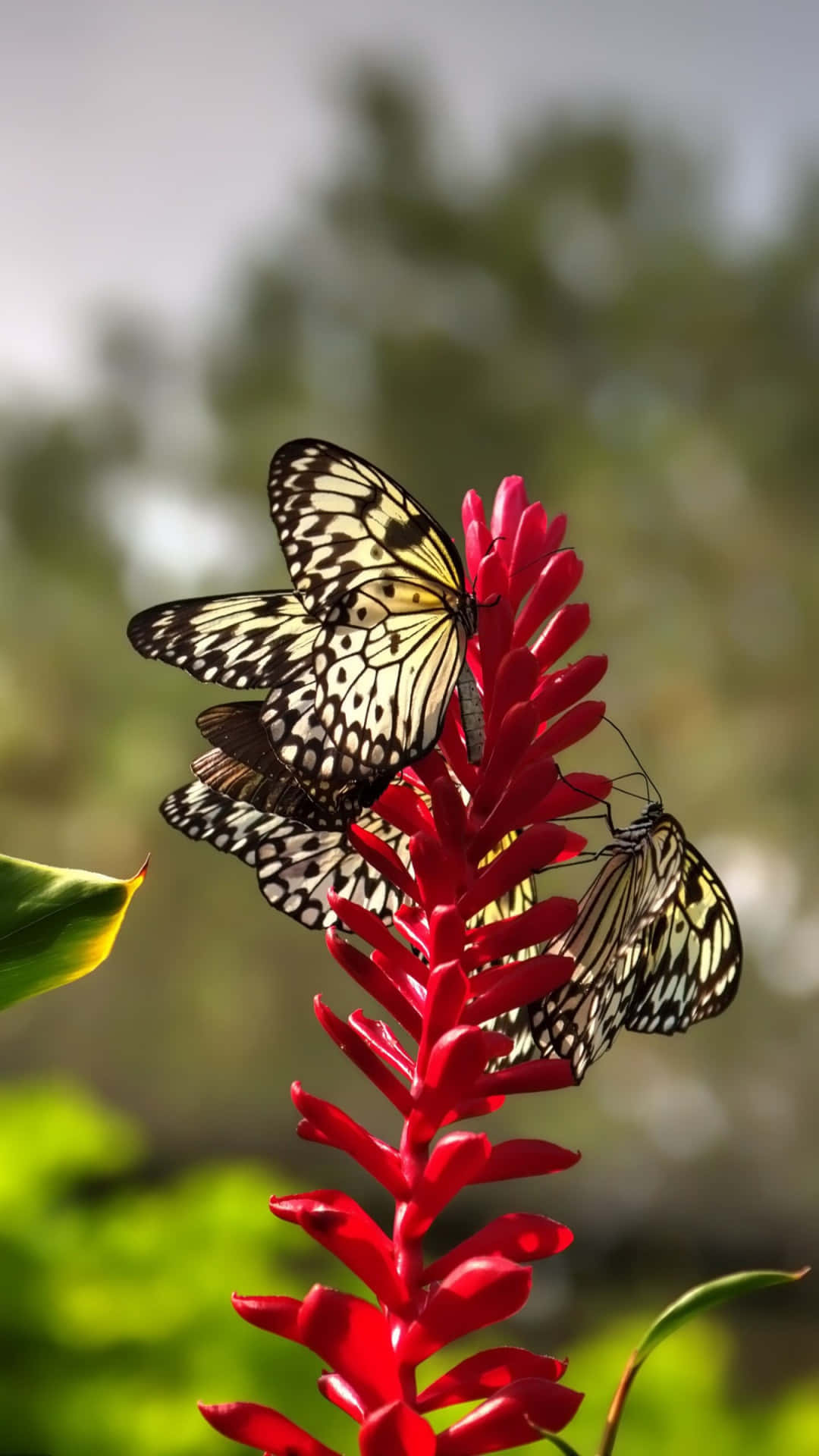 A Beautiful Red Butterfly Flying In The Sky Background