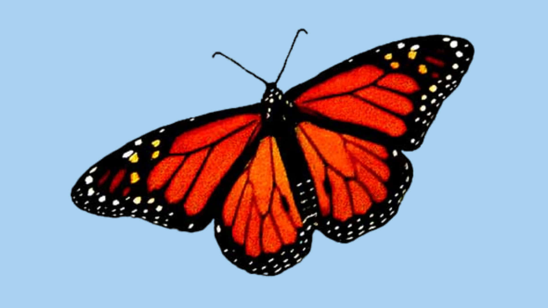 A Beautiful Red Butterfly Perched And Ready To Take Flight. Background