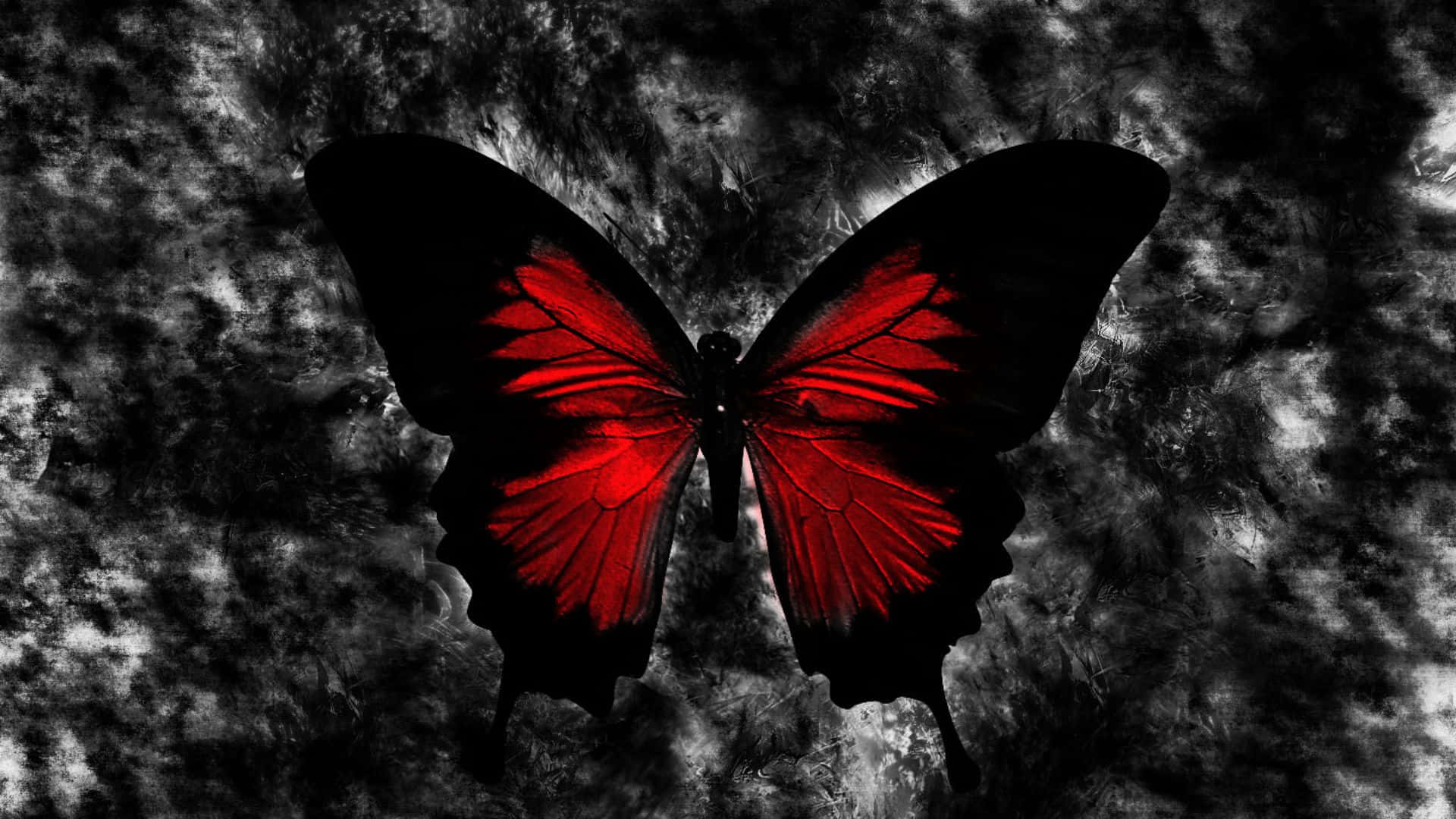 A Beautiful Red Butterfly Spreads Its Wings. Background