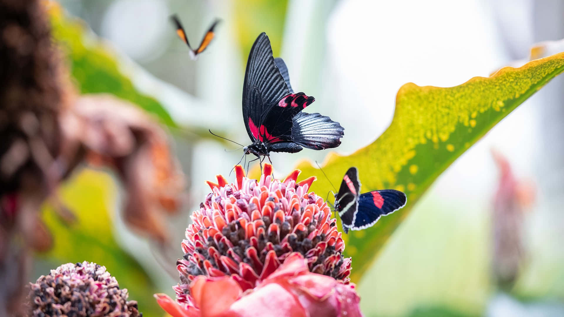 A Beautiful Red Butterfly Takes Flight In A Vibrant Field. Background