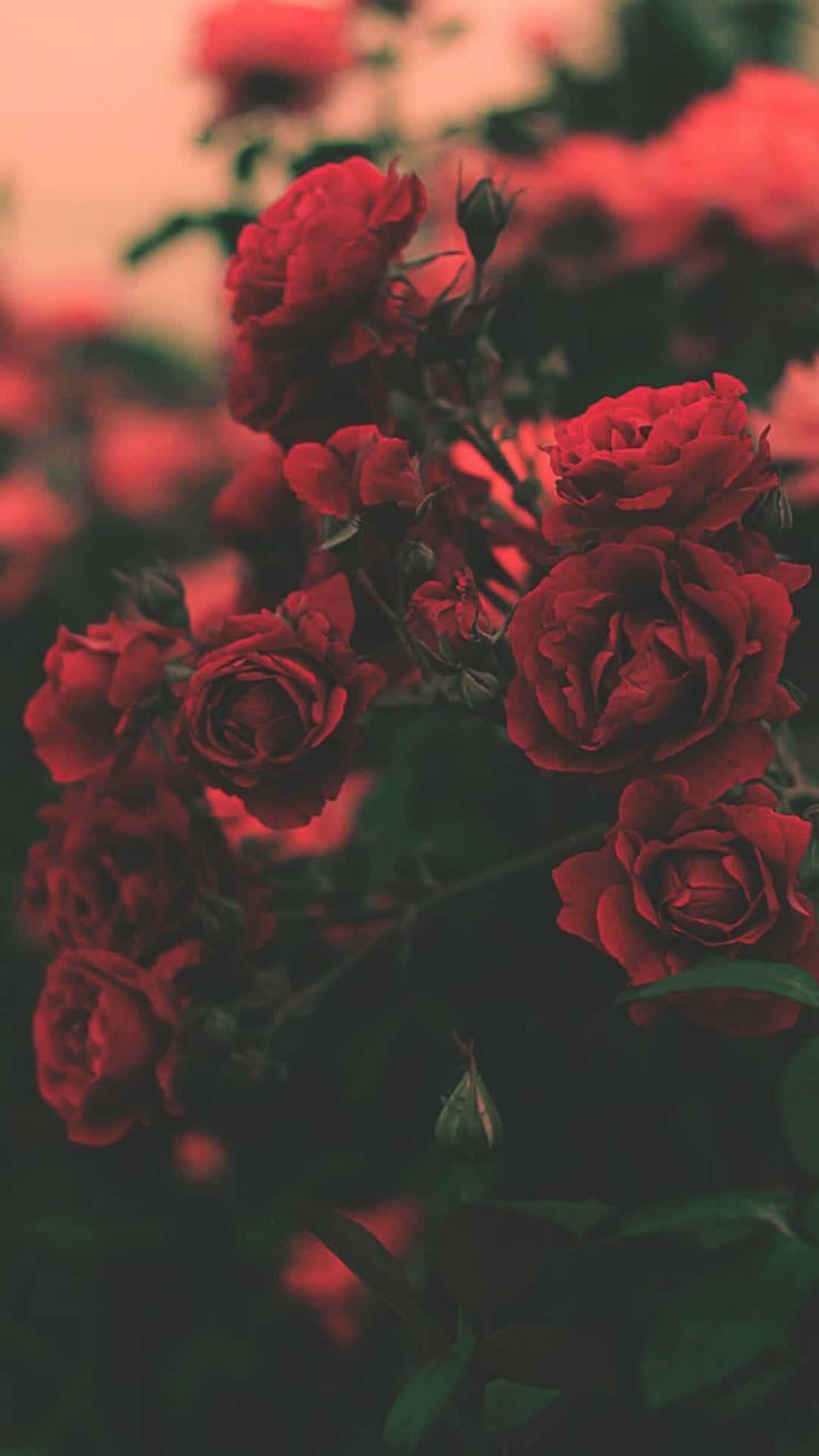 A Beautiful Rose To Light Up Your Day Background