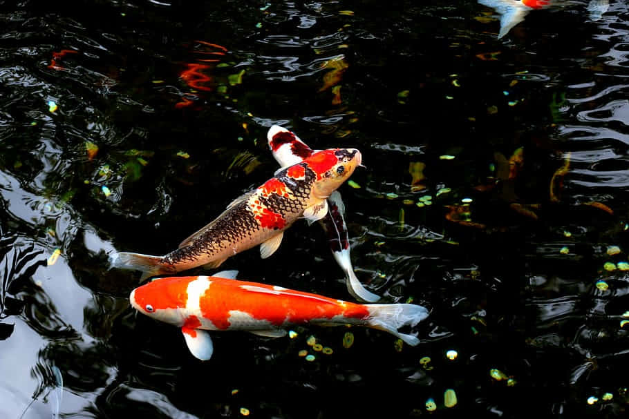 A Beautiful Scene Of Brightly Colored Japanese Koi Fish Swimming In An Outdoor Pond. Background