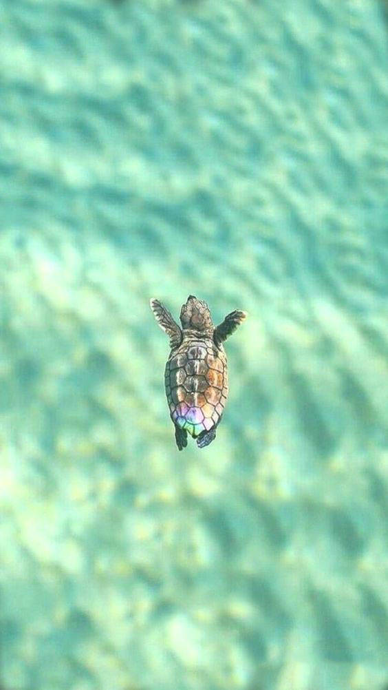 A Beautiful Sea Turtle Swimming In The Clear Ocean Background