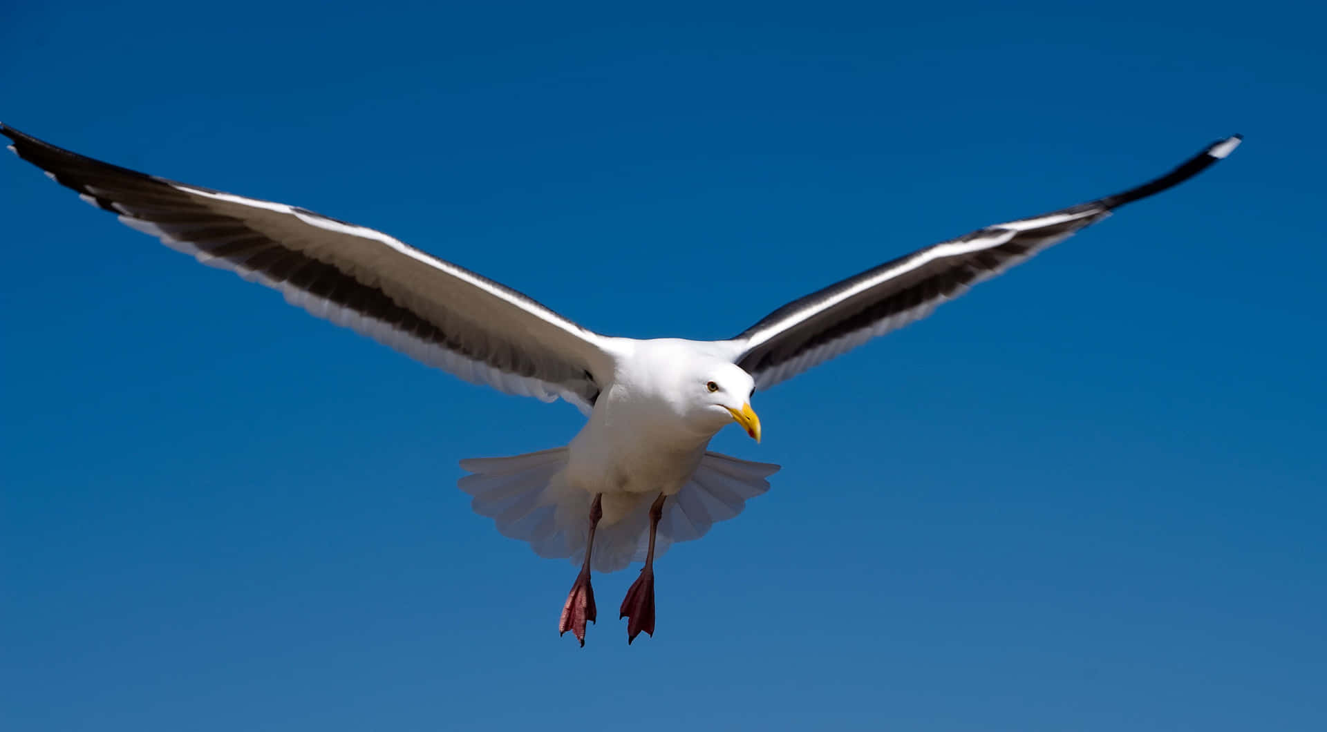 A Beautiful Seagull Soaring Above The Ocean Waves Background
