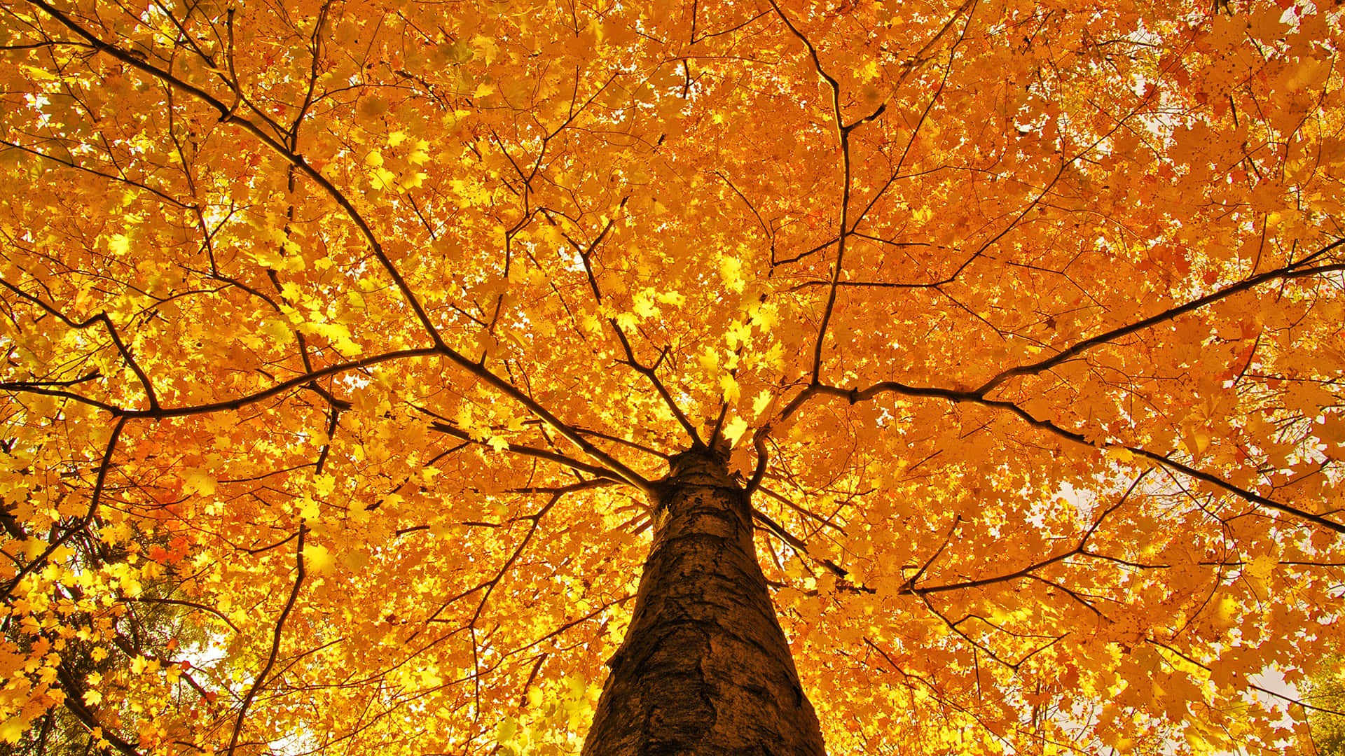 A Beautiful Shot Of Fall Foliage In Its Full Glory Background