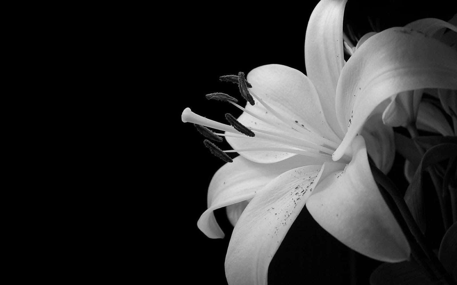 A Beautiful Single Black And White Flower Against A White Backdrop Background