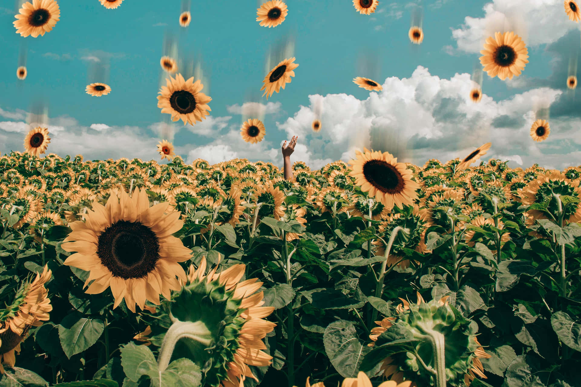 A Beautiful, Smiling Sunflower That Will Bring Brightness To Any Day Background