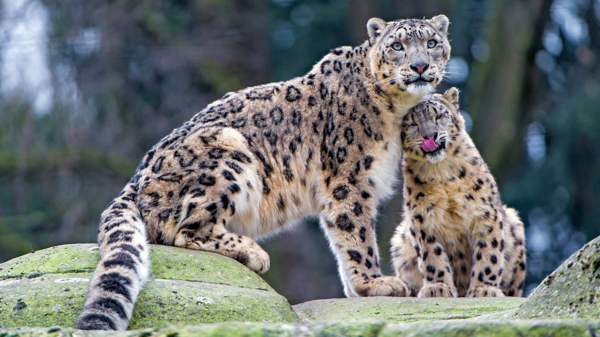 A Beautiful Snow Leopard Perched Atop A Rocky Outcrop. Background