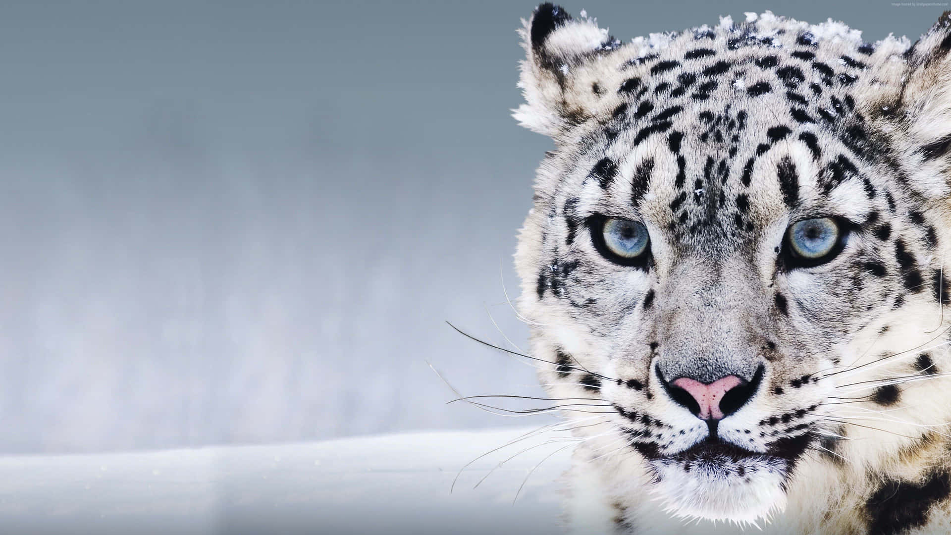 A Beautiful Snow Leopard Standing Atop A Precipice Background