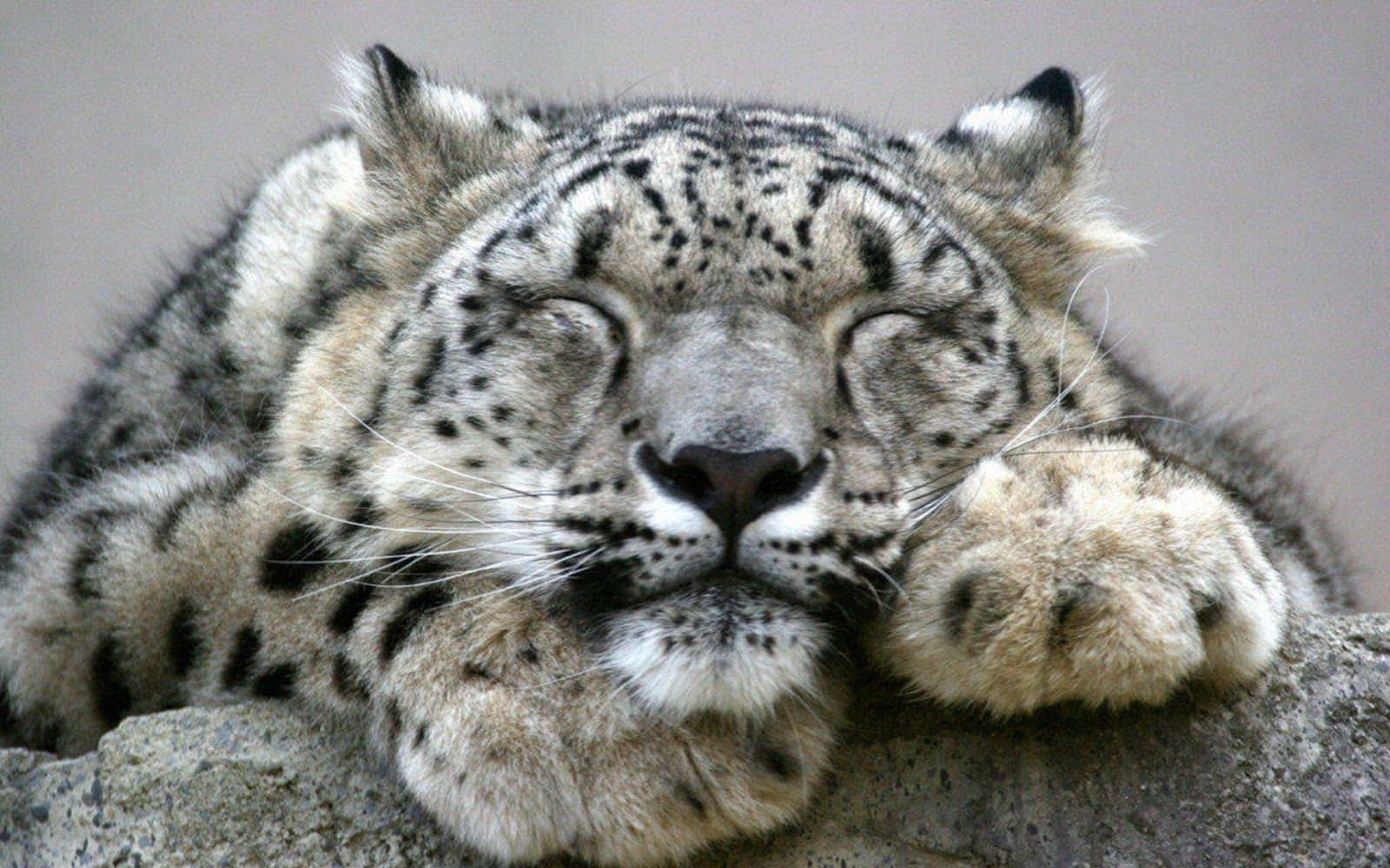 A Beautiful Snow Leopard Standing In A Rocky Mountain Range Background