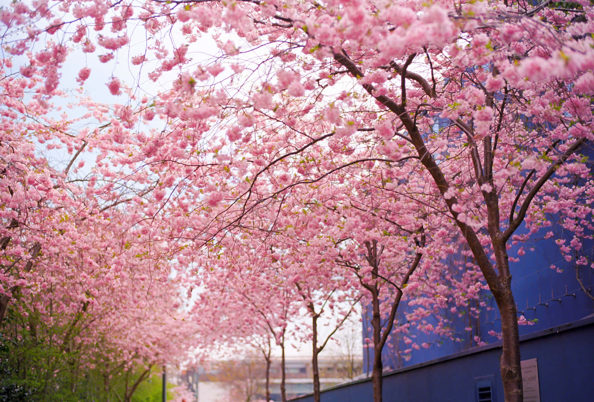 A Beautiful Spring Day In Kyoto, Japan, With Stunning Pink Sakura Blossom Trees. Background