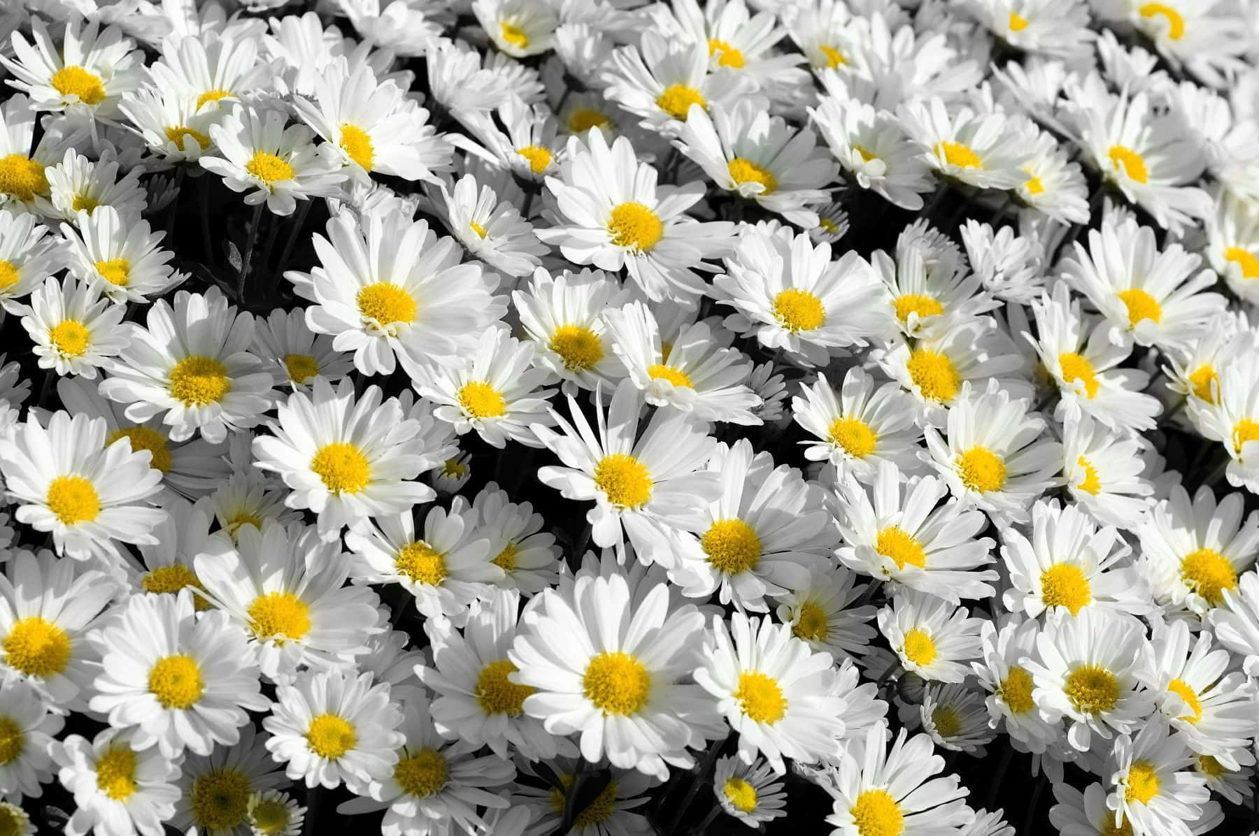 A Beautiful, Sun-drenched, Field Of Wildflowers To Add Life And Colour To Your Desktop. Background