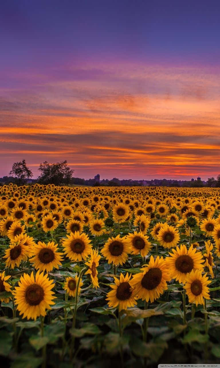 A Beautiful Sunflower Illuminated By The Bright Summer Sun Background