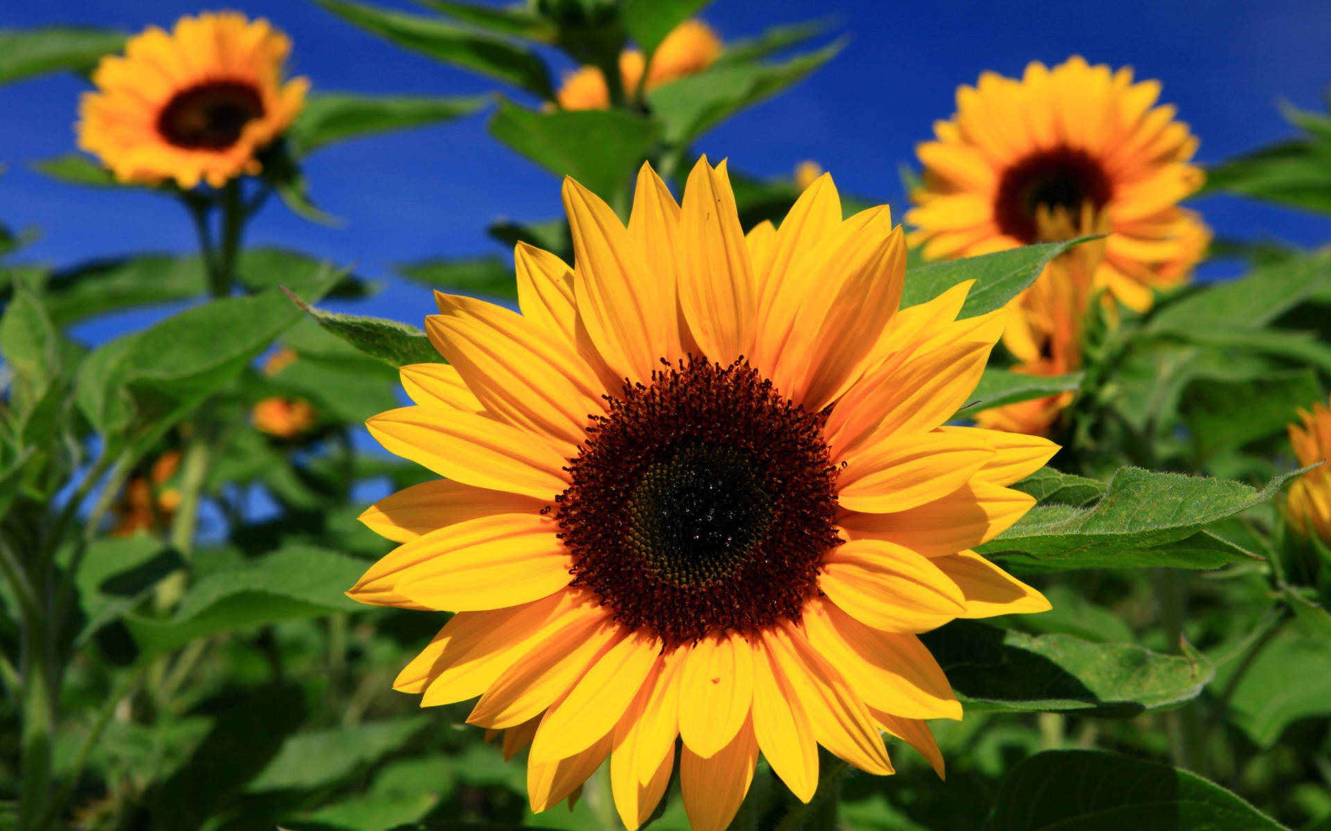 A Beautiful Sunflower In Full Bloom Background