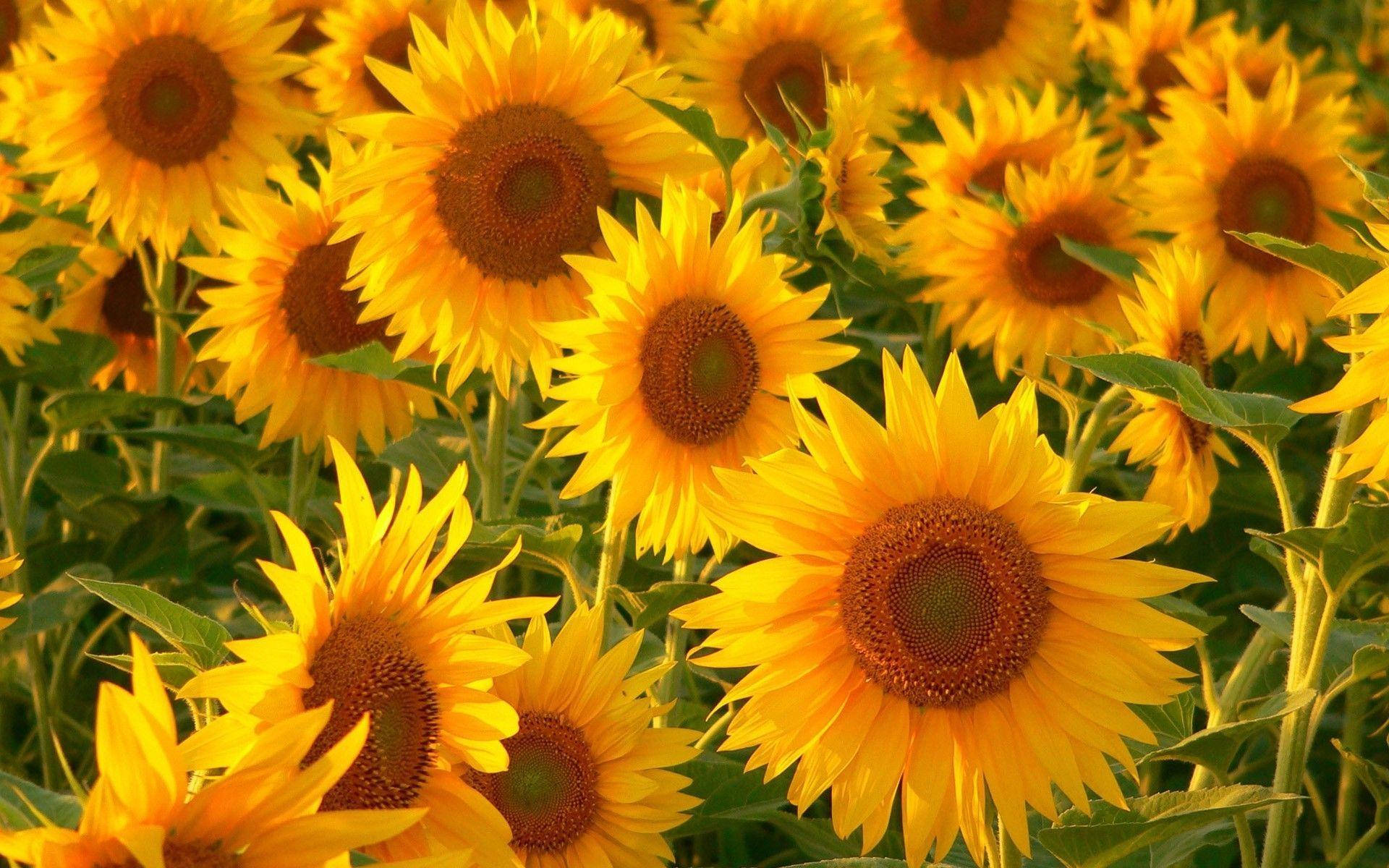 A Beautiful Sunflower In Full Bloom Background