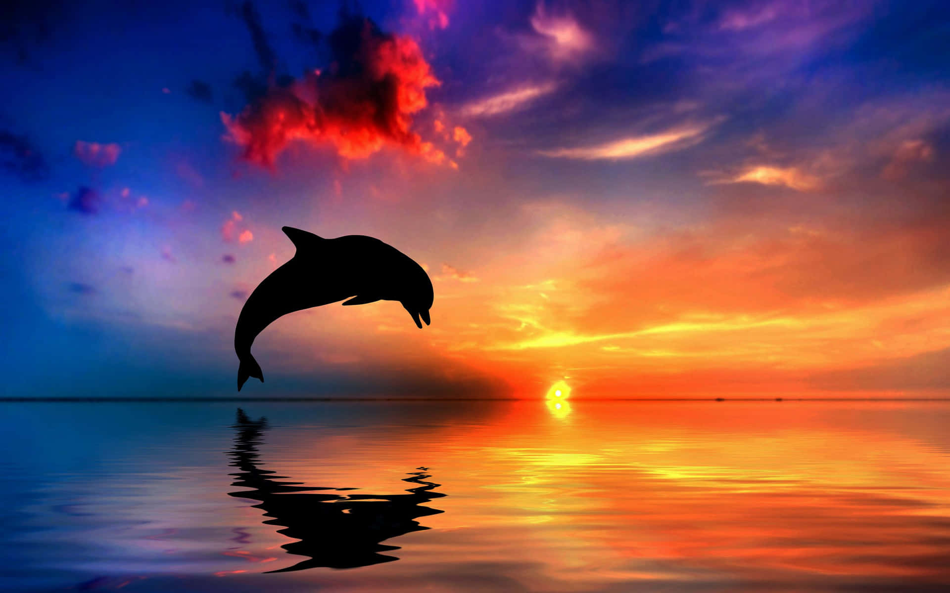 A Beautiful Sunset Reflecting Off Of The Ocean Water With A Curious Dolphin In The Foreground.
