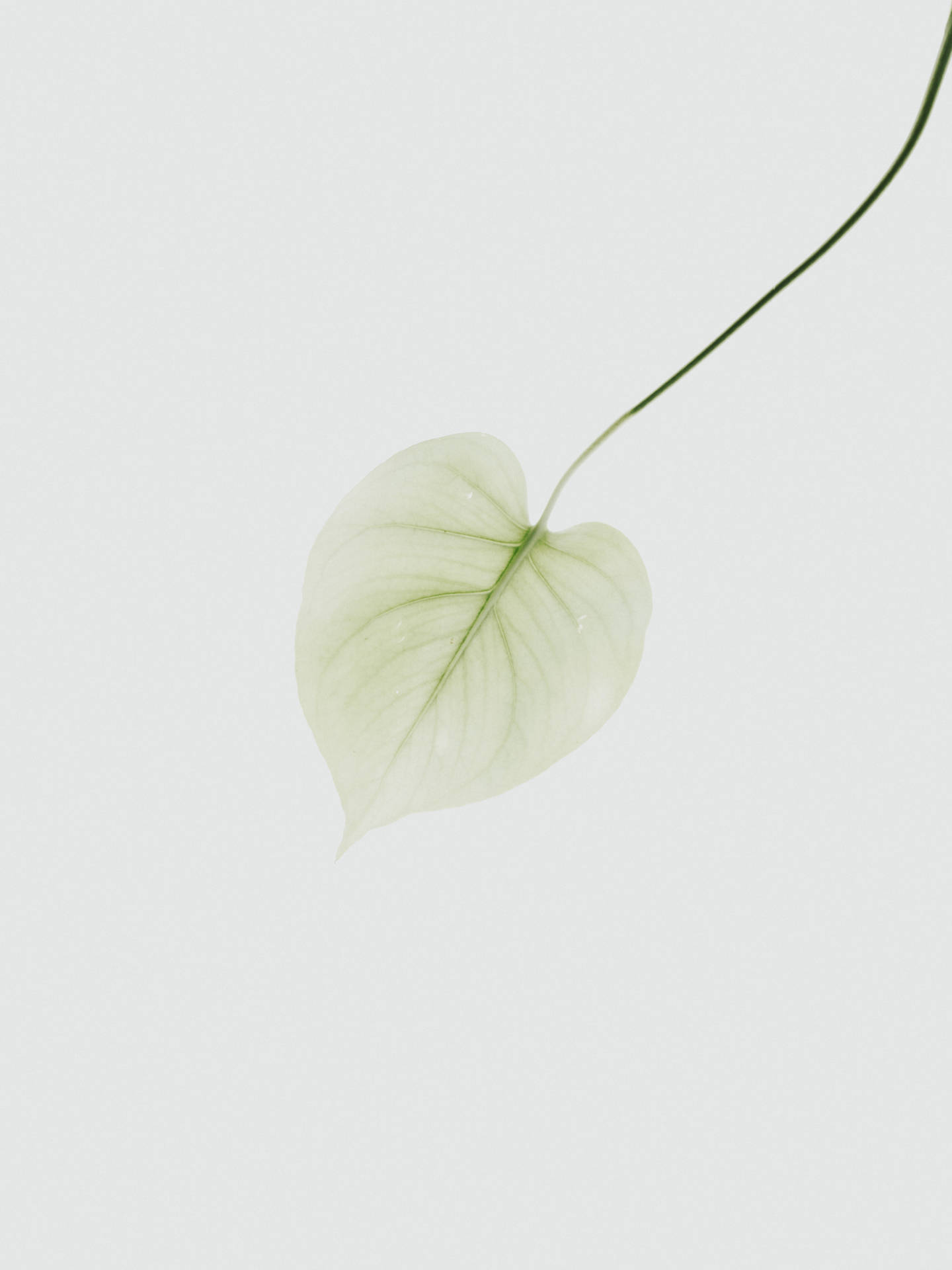 A Beautiful Transparent Leaf Showing Off Its Delicate Veins. Background