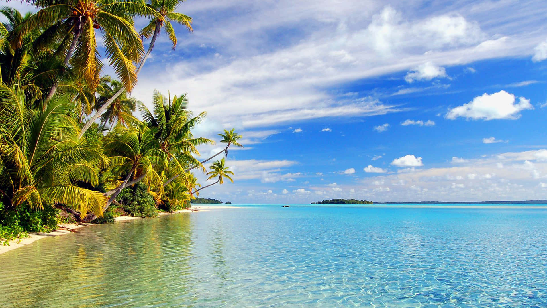 A Beautiful, Tropical Palm Tree Background Perfect For Your Desktop Background