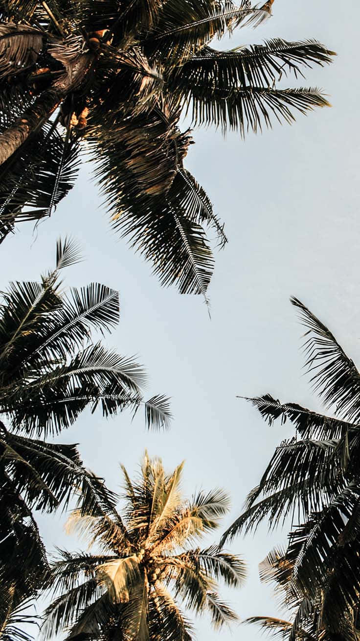 A Beautiful Tropical Palm Tree In An Idyllic Beach Setting. Background