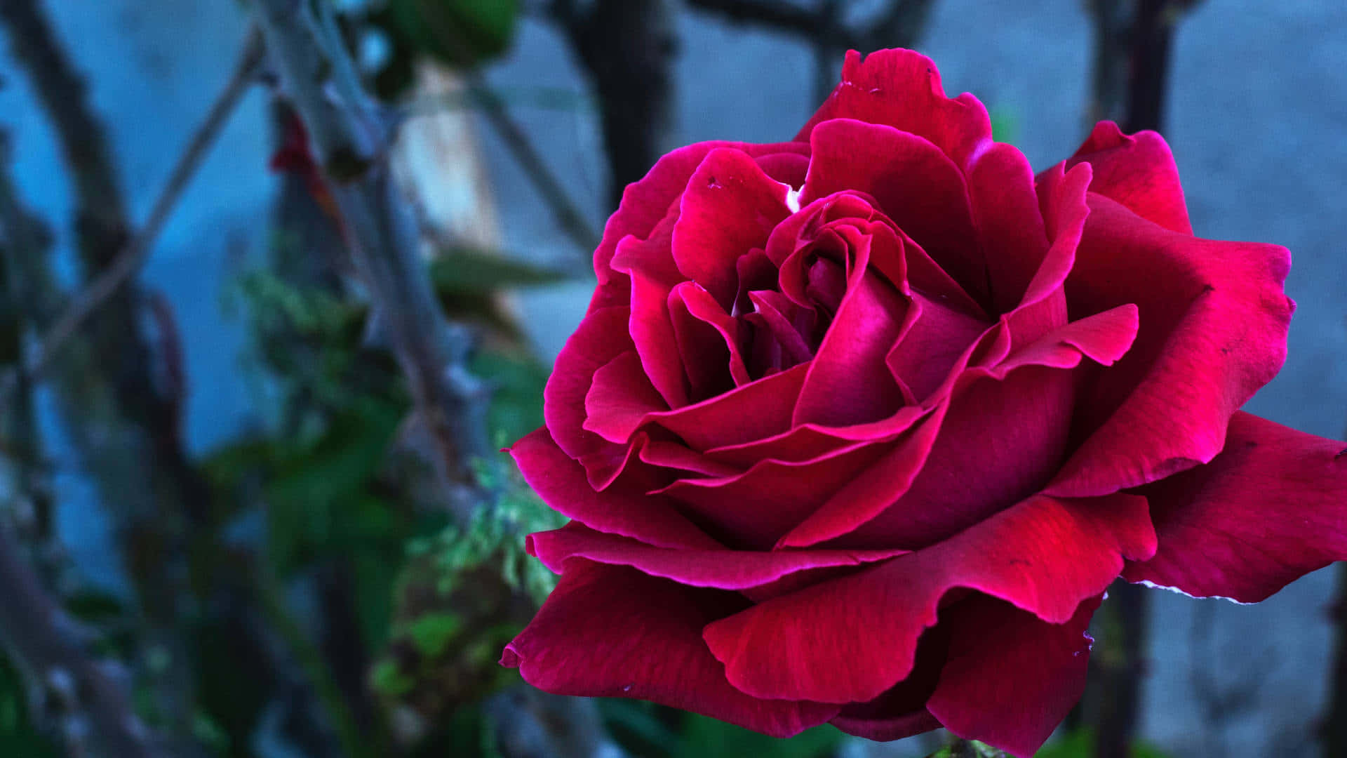 A Beautiful, Vibrant Red Rose
