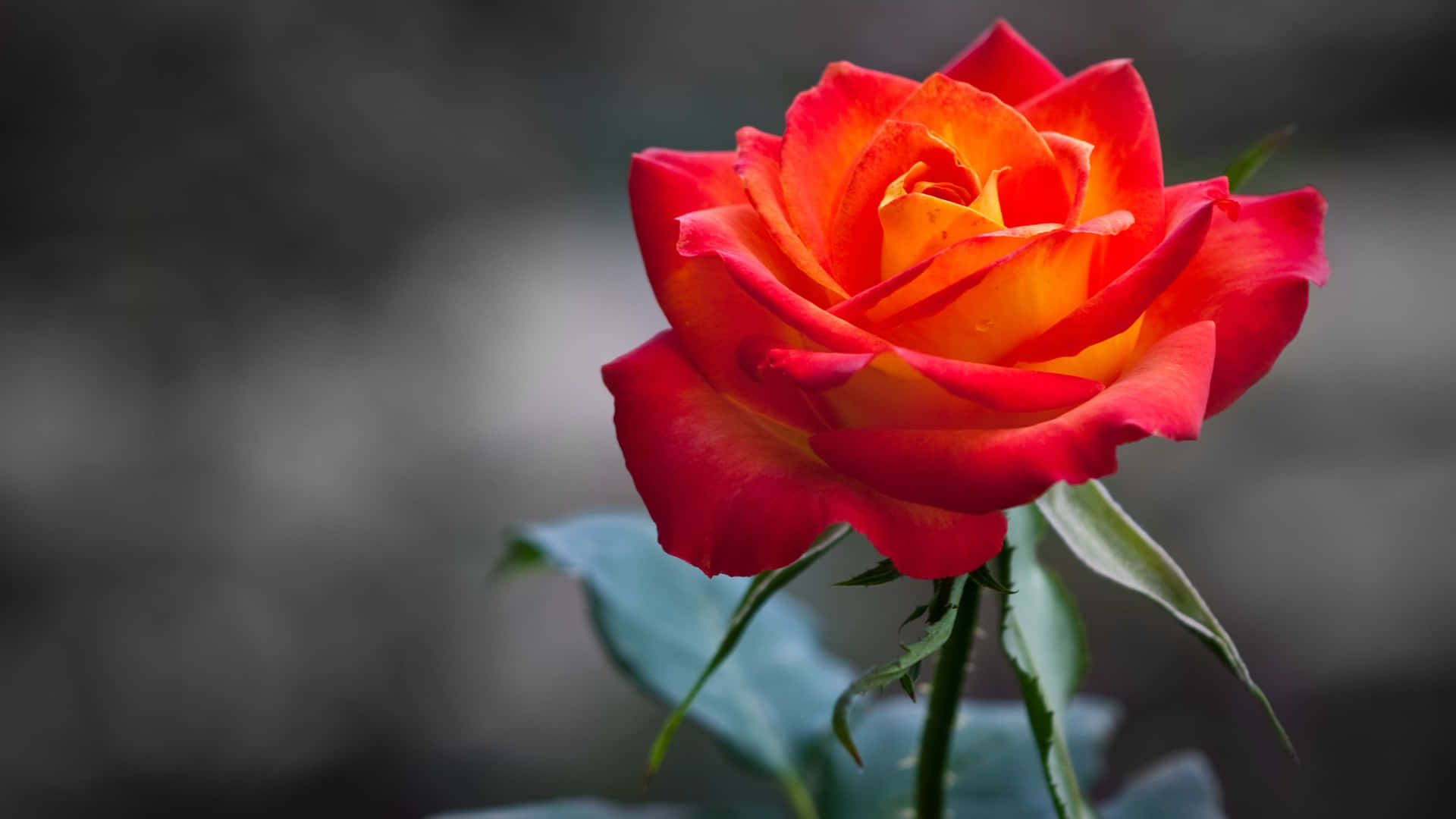 A Beautiful, Vibrant Red Rose Stands Out Against A Shadowy Background.