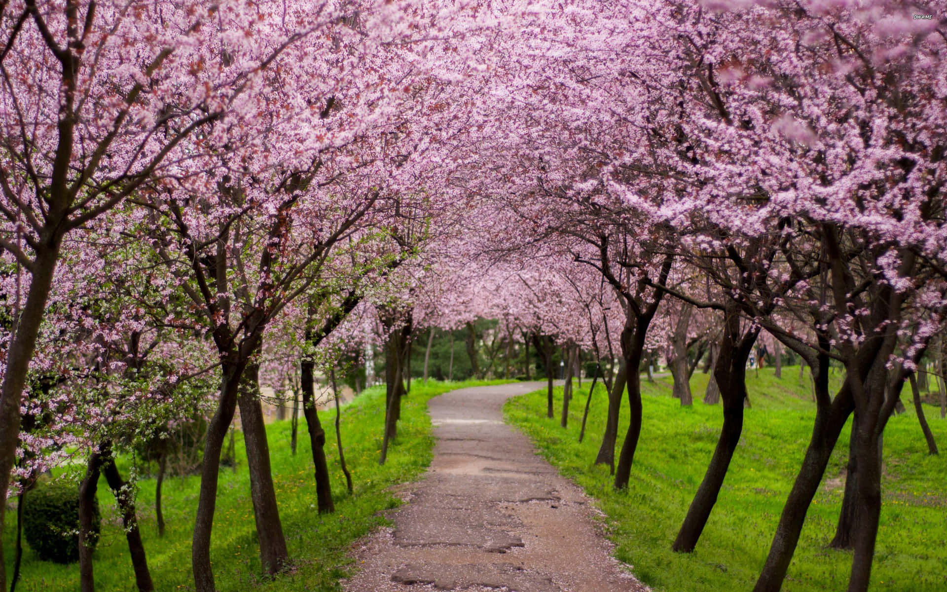 A Beautiful View Of Pink Trees On A Sunny Day